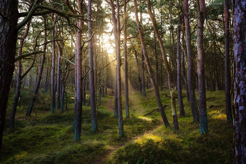 Enchanted Forest Venue